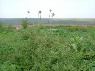 Land in Dryanovets, Dobrich