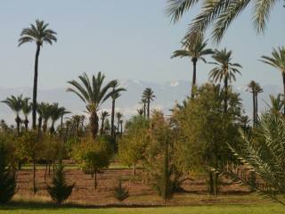 Titled plot of land 1.5Ha - Palmeraie -..