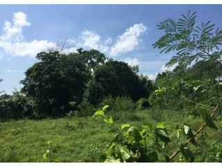 Cabarete Farmland