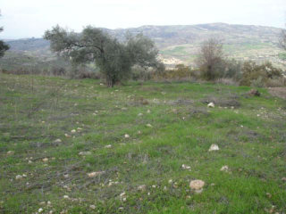 Land - Paphos - For Sale