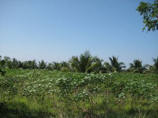 Rare 35 Rai plot well suitable for..