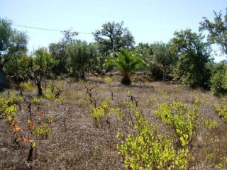 Rustic Land Plot Near The Small Town Of..