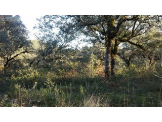 Rustic land with large Trailer and Bore..