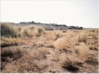 - Land - Larnaca - For Sale
