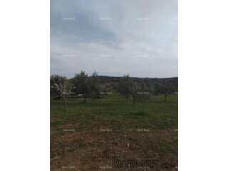 Atraktivno zemljište, 5.716 m²,okolica Poreča