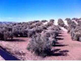 Farm, Jaen, Martos, Olive Farm