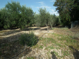 Land - Paphos - For Sale