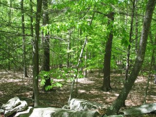 Land For Sale: 153 Shindagen Hill Road..