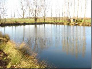 Fishing pond surrounded by mature trees.