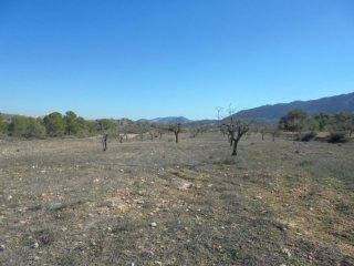Undeveloped Land Of 10,000m2 With..