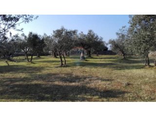 PEROJ, STARI MASLINIK SA 50 MASLINA