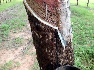 Land For Sale Ban Na Mafuang Nong Bua..