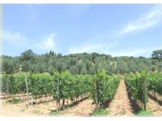 Farm for sale in Roccastrada (Italy)