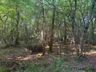 Poljoprivredno zemljište Baderna 11866 m²