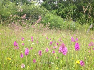 Quercy - ST Maurin - 4966 m2 land