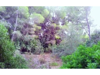Plot for sale in Nova Santa Ponsa -..
