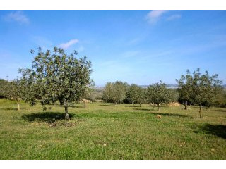 Country house on a beautiful plot..