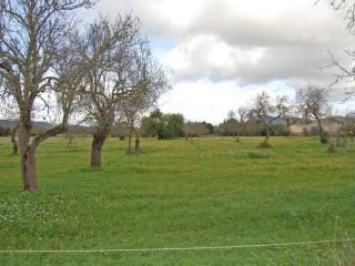Plot in Llucmajor