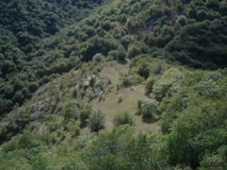 šuma