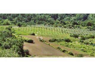 Draguć, veliko poljoprivredno zemljište, 11.030 m2