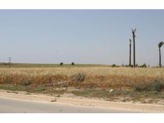 Larnaca