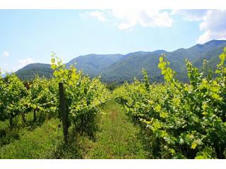Beautiful property with a Cabernet..