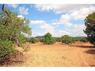 Huge building plot with ruine for a..