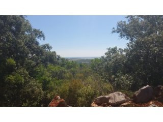 Large Rustic Plot With Working Alfaroba..