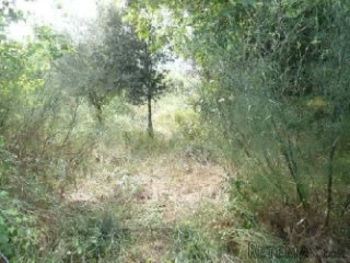 Urban building plot not far from the centre of Campanet, at..