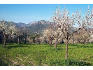 Rustic plot of 37.700m2 in a peaceful area between Moscari..