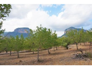 Building plot in Alaro with valid..