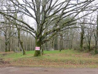 Woodland - A Nature Lover's Paradise In..