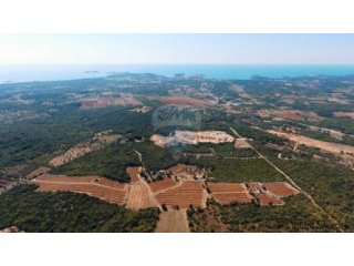 ISTRA, ROVINJ, jedinstven maslinik s pogledom na grad i more