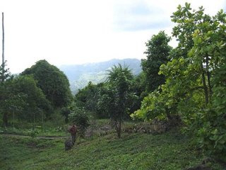 Large Tropical Flower Farm In Puerto..