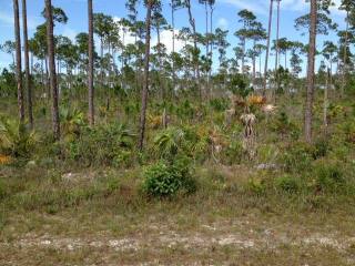 Singlefamilyvacant - Located in the..