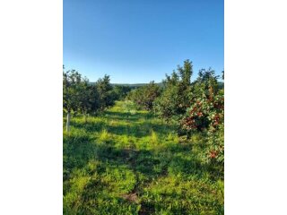 KUTJEVO - PREKRASAN VOČNJAK SAMO U NAŠOJ PONUDI