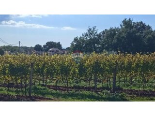 Istra, Vižinada, okolica- građevinsko zemljište na rubu nase