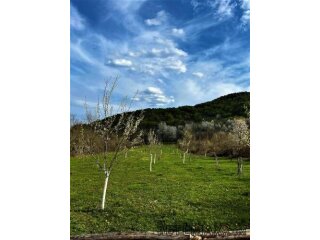 VOĆNJAK IZ SNOVA 3.812 m² – Boričevac