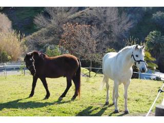 Country Houses for Sale in Competa..