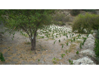 Land - Paphos - For Sale