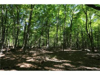 Land For Sale: Westchester Avenue Pound..
