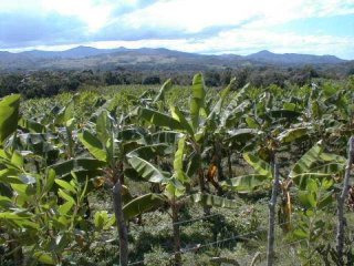 Wonderful Acacia Tree Farm In Rio San..