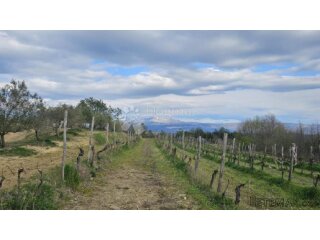 VINOGRAD U OLOICI PAZINA - POGLED NA UČKU I MORE