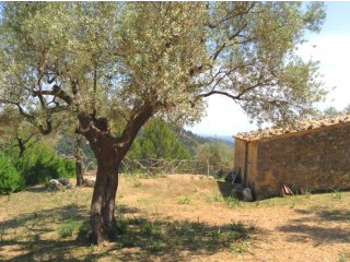 1 Bedroom - Finca - Islas Baleares -..