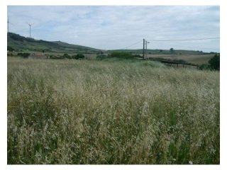 Land , Sobral de Monte Agraco