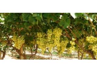 A farm for sale in Bizerte