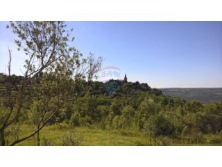 Grožnjan, maslenik sa 80 maslina