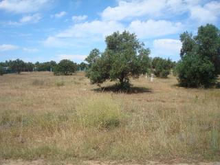 Plot - Vilamoura