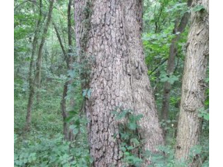 136 +/- Acres Timberland For Sale..