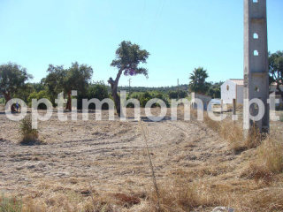 Farm For Sale - Santarem